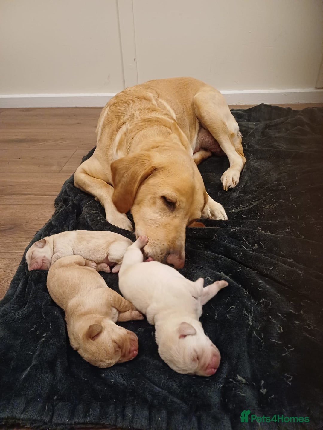 Labrador Retriever dogs for sale: PUPPIES 🐶🐾 - Image 13