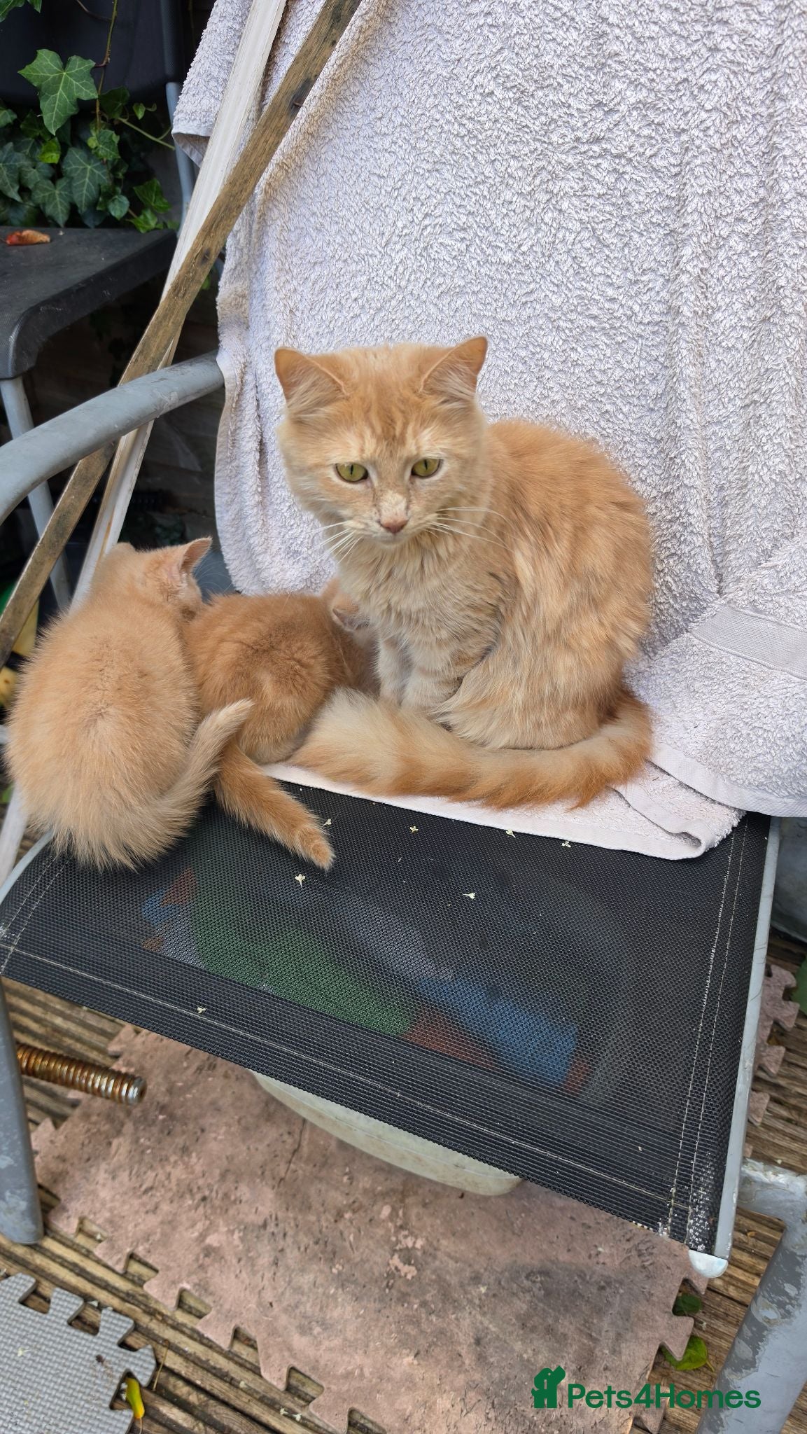 Mixed Breed cats Kittens for sale - Advert 1