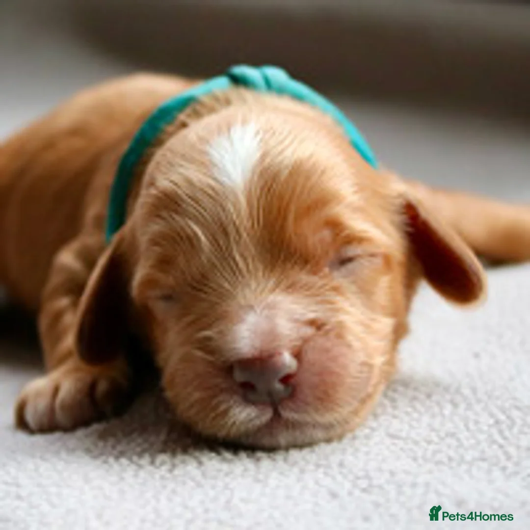 Cockapoo dogs for sale: Cockapoo Puppies for sale in Brighton - Advert 25