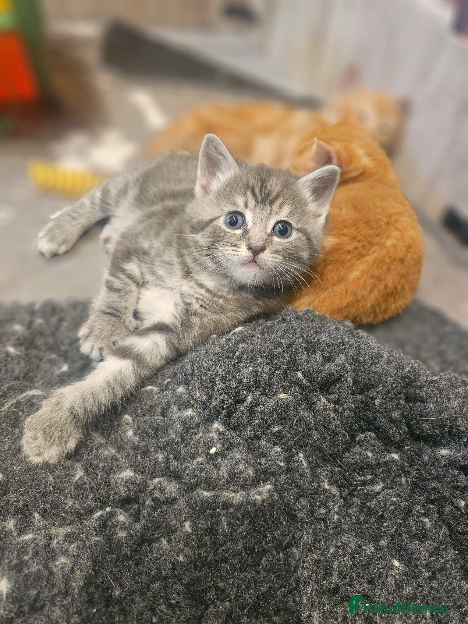 Mixed Breed cats Stunning Long Haired Kittens, rare colours🐾 💗 - Advert 2