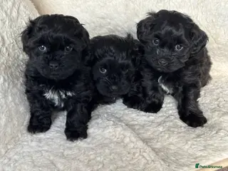 Lhasapoo dogs Lhasapoo puppies - Advert 14