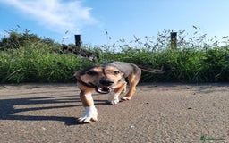 Mixed Breed dogs for adoption: 💖🐶 ADELE 🐶💖 - Image 4