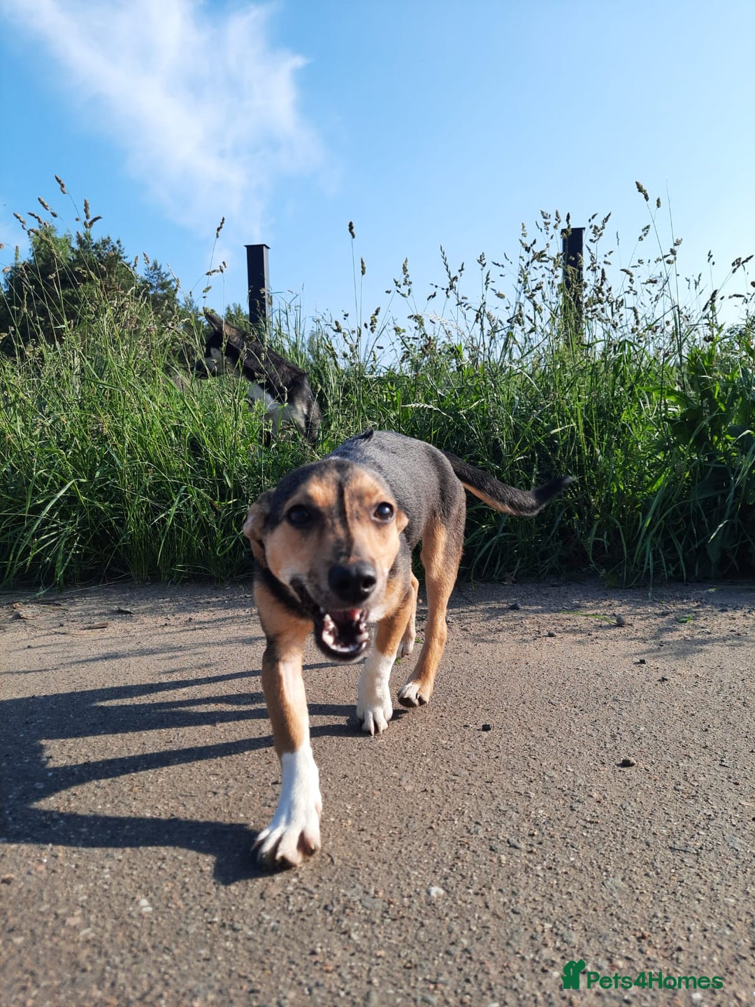 Mixed Breed dogs for adoption: 💖🐶 ADELE 🐶💖 - Image 4