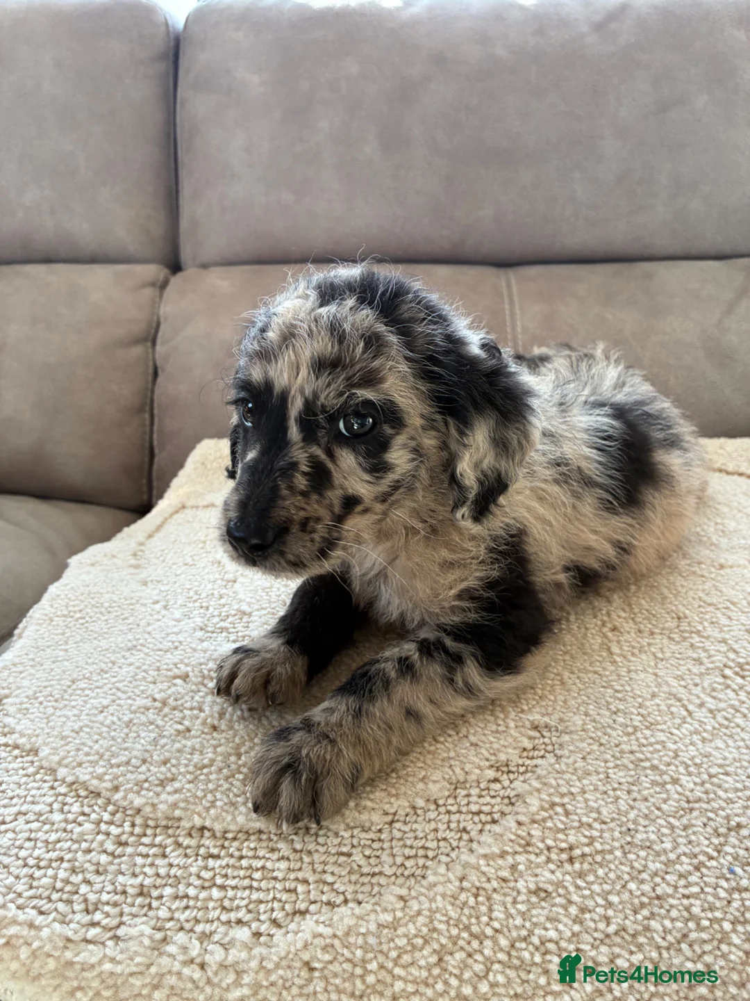 Labradoodle dogs for sale: Merel labradoodle puppies  in Crowborough - Advert 2