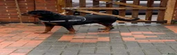 Rottweiler dogs for sale: Rottweiler Kc Reg puppies  - Advert 4