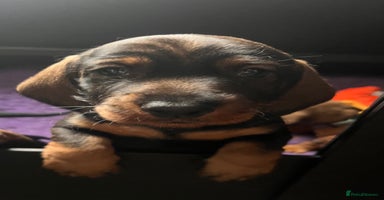 Dachshund dogs - Advert 7