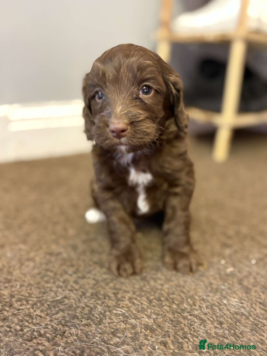 Cockapoo dogs for sale: Stunning F1 Cocapoos - Image 15