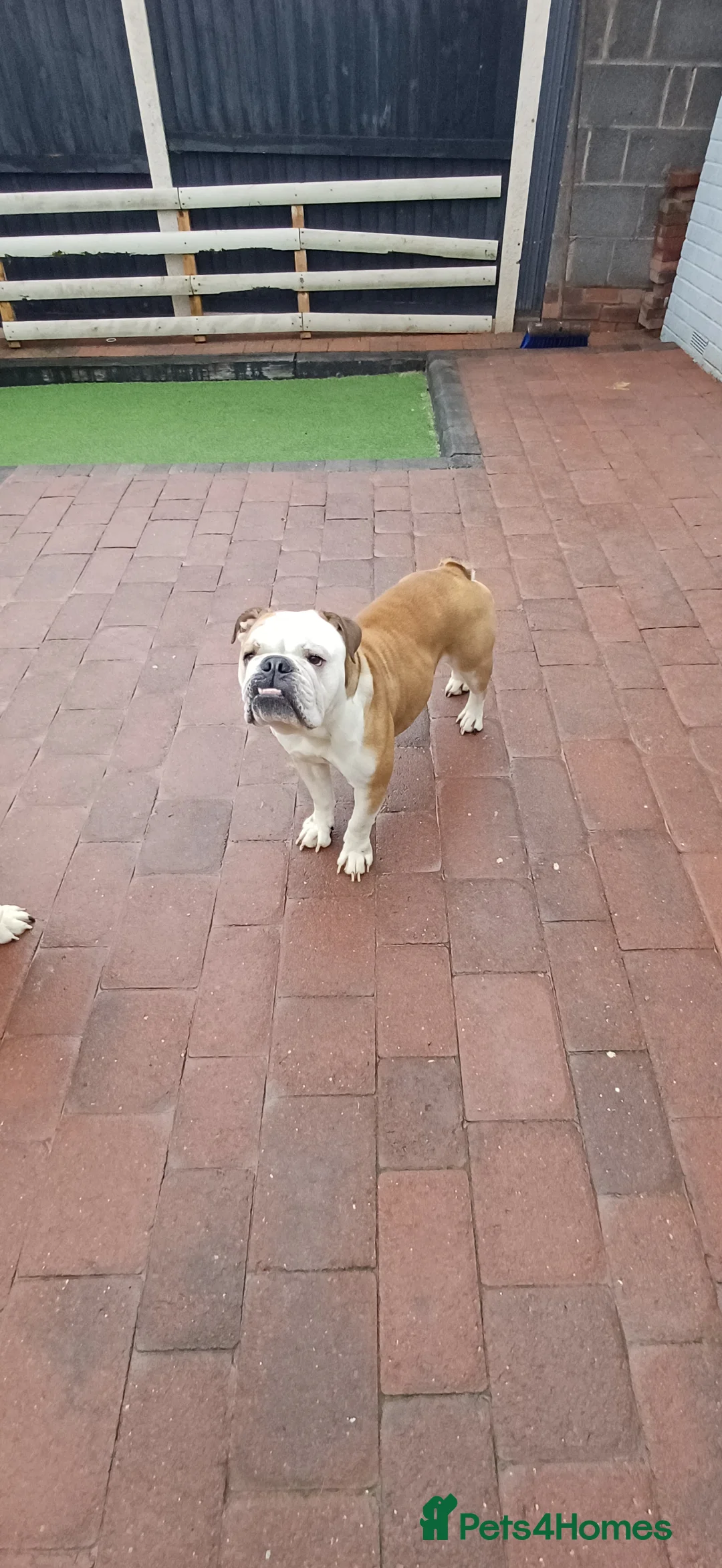 English Bulldog dogs for sale: Needing to rehome peggy - Advert 3