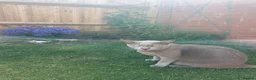 Oriental cats for sale: Siamese oriental boy for rehoming - Advert 3
