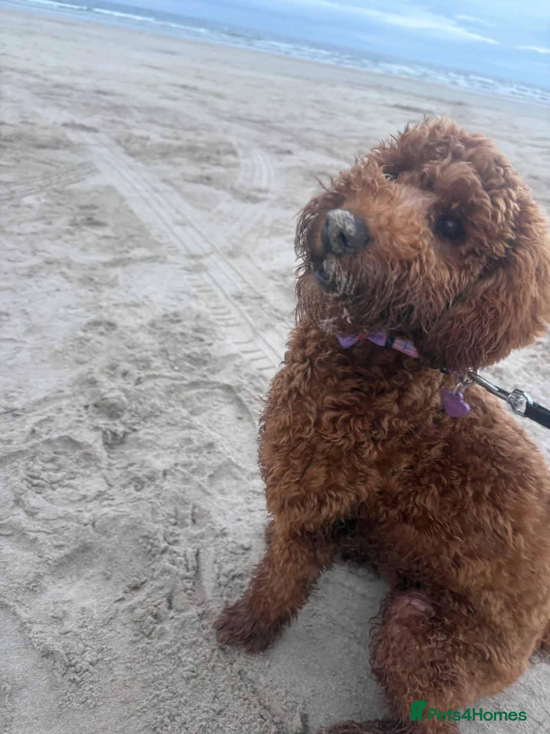 Cavapoo dogs for sale: Cavapoo - Advert 2