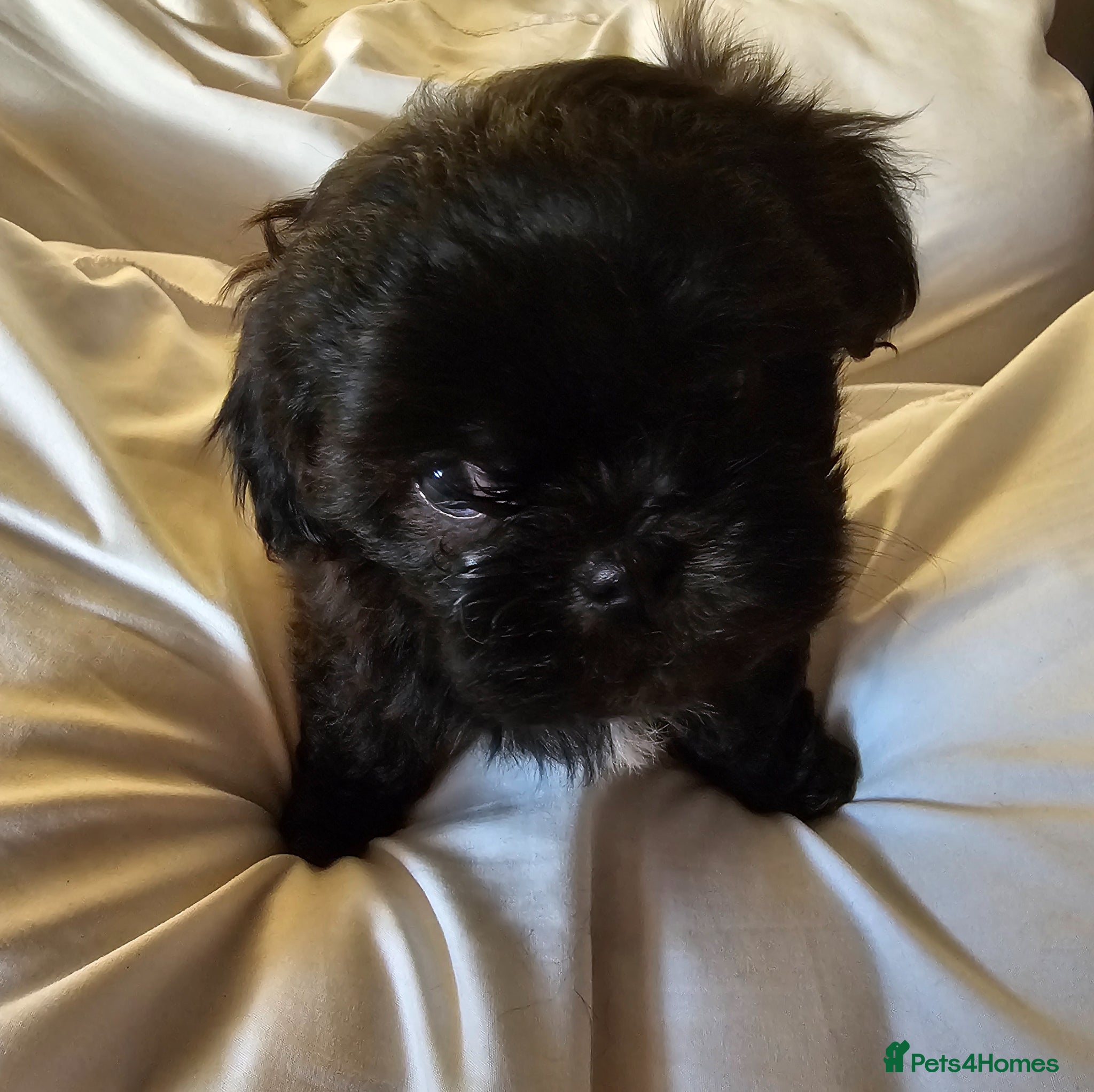 Shih Tzu Puppy 2