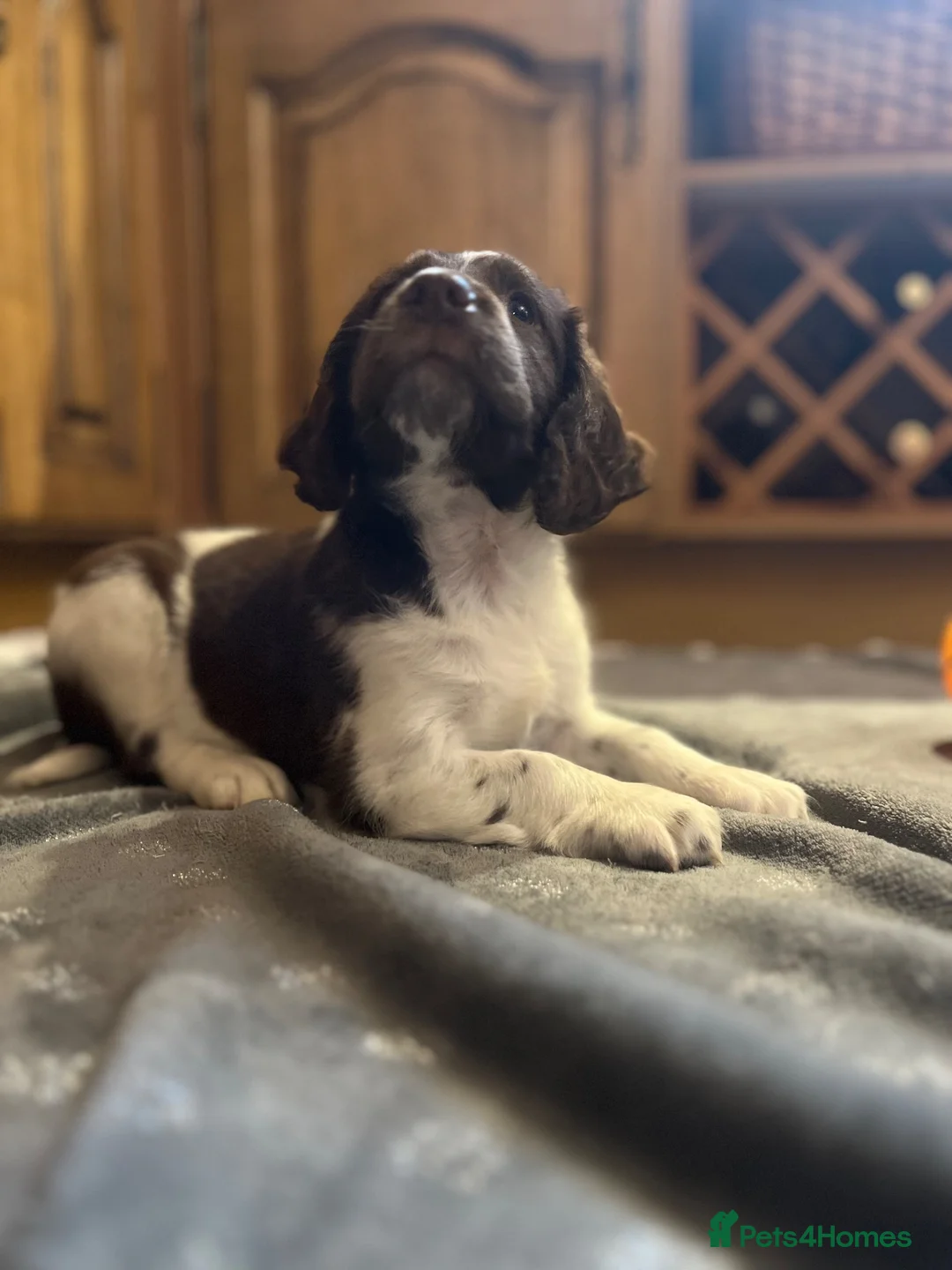English Springer Spaniel dogs for sale: GORGEOUS ENGLISH SPRINGER SPANIEL PUPPIES - Advert 7