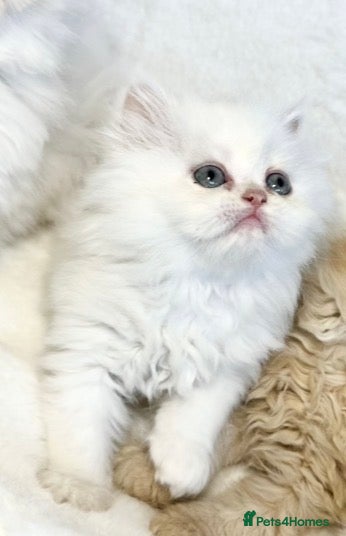 Persian cats BEAUTIFUL DOLL FACE FULL PERSIAN LONG HAIR KITTEN - Advert 2