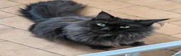 Maine Coon cats for sale: Maine coon sisters  - Advert 2