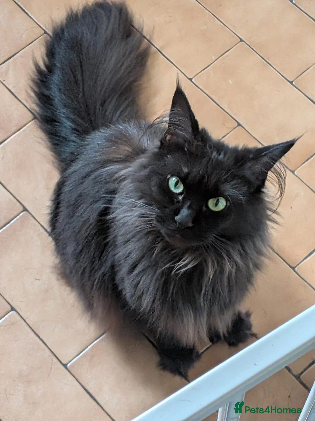 Maine Coon cats for sale: Maine coon sisters  - Advert 2