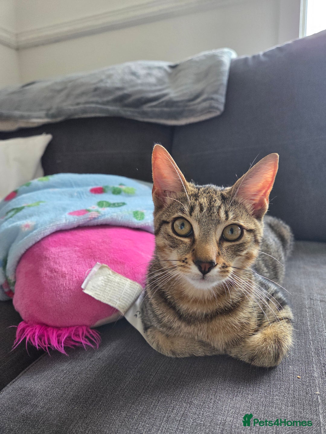 Mixed Breed cats for sale: Male Kitten - Image 4