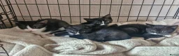 British Shorthair cats for sale: 3 beautiful kittens all black and white in colour - Advert 10