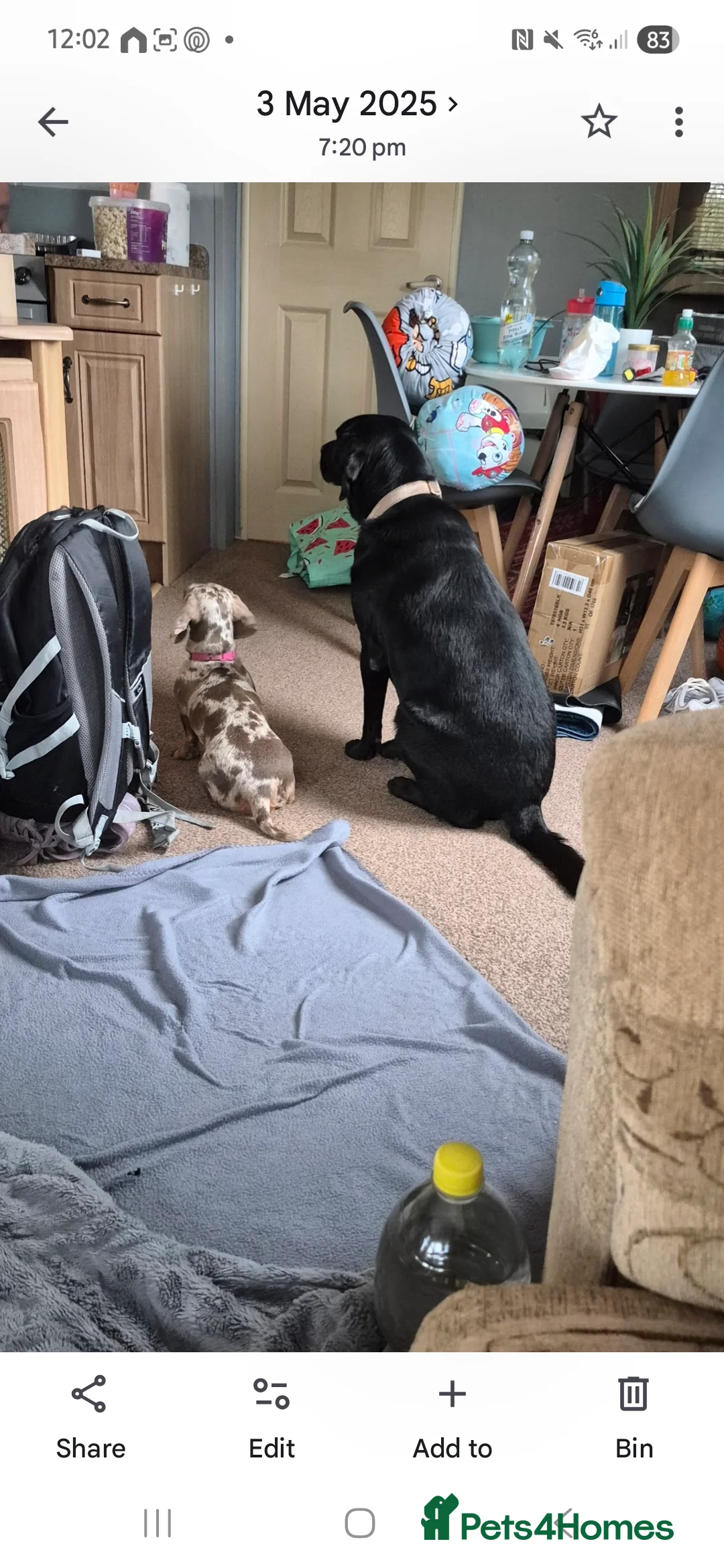 Miniature Dachshund dogs for sale: Maple - Advert 5