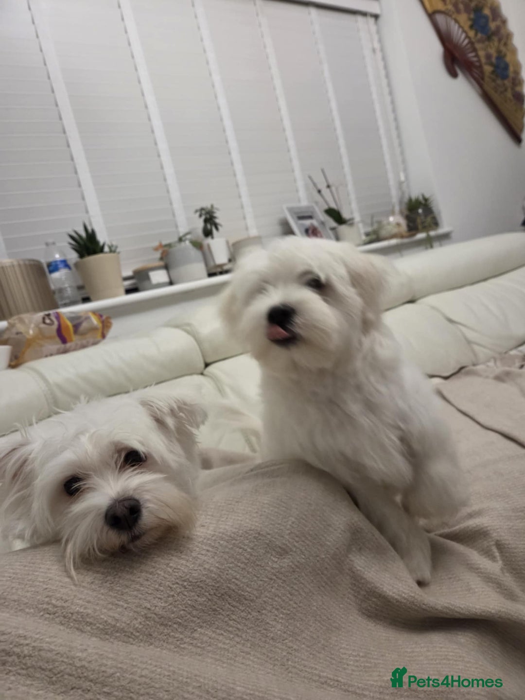 Maltese dogs for sale: Barney - Advert 1