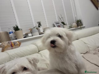 Maltese dogs Barney - Advert 1