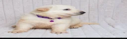 German Shepherd dogs for sale:  WHITE GERMAN SHEPHERD PUPPIES FOR SALE - Advert 4