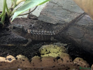 Skink reptiles White eye crocodile skink - Advert 1