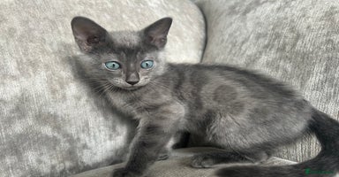 Bengal cats - Advert 3