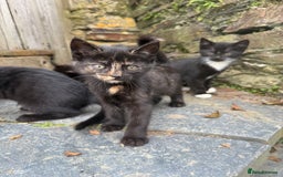 Mixed Breed cats for sale: 6 kittens for sale - Image 12