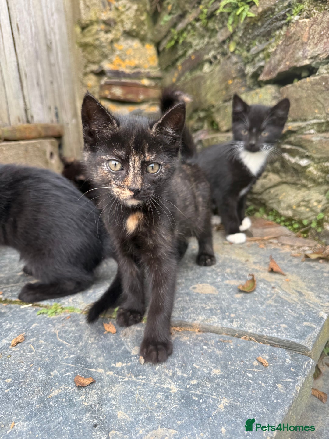 Mixed Breed cats for sale: 6 kittens for sale - Image 12