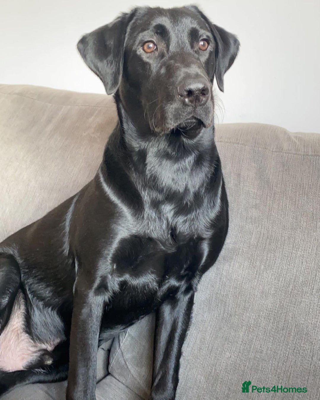 Labrador Retriever dogs for stud: Stud dog available  - Advert 5