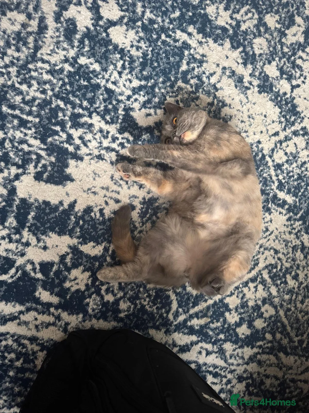 British Shorthair cats for sale: Stephanie  - Advert 2