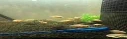 Cichlids fish for sale: UPDATE! Convict Cichlids and Piranhas for SALE! - Advert 8