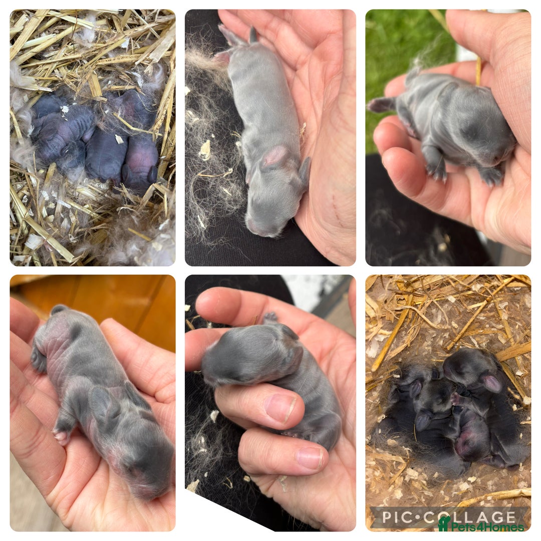 Lionhead rabbits for sale: Lionhead rabbits  - Image 2