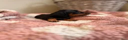 Miniature Dachshund dogs for sale: KC Miniature Smooth Dachshund Puppies - Advert 26