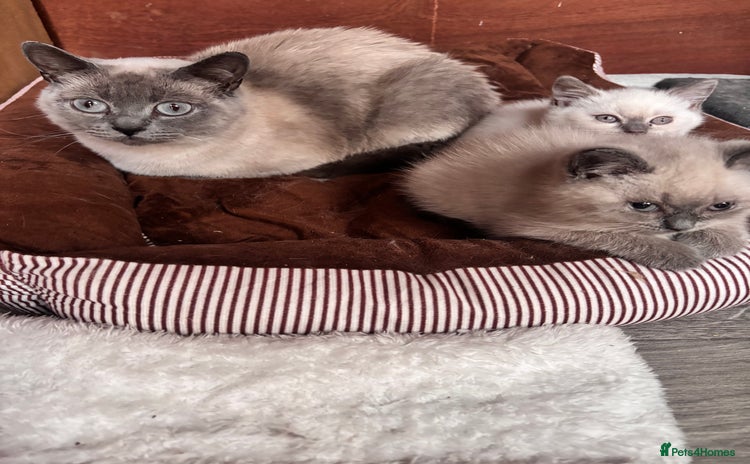 British Shorthair cats - Advert 2