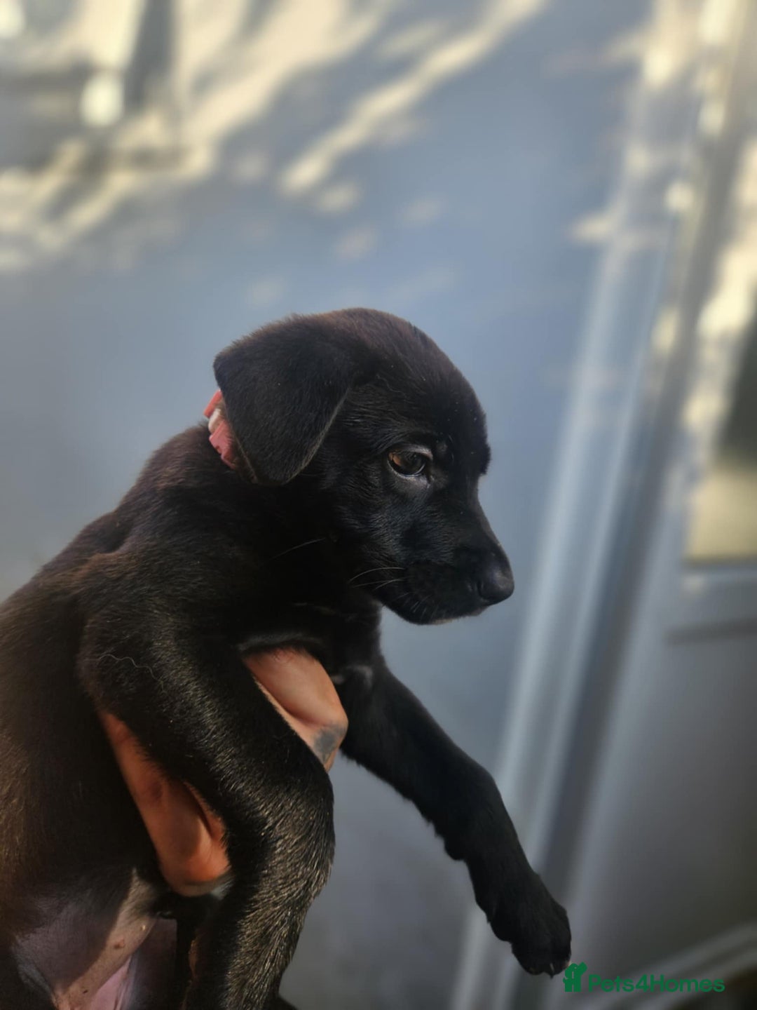Mixed Breed dogs for sale: Light Green - Puppies for sale  - Image 12