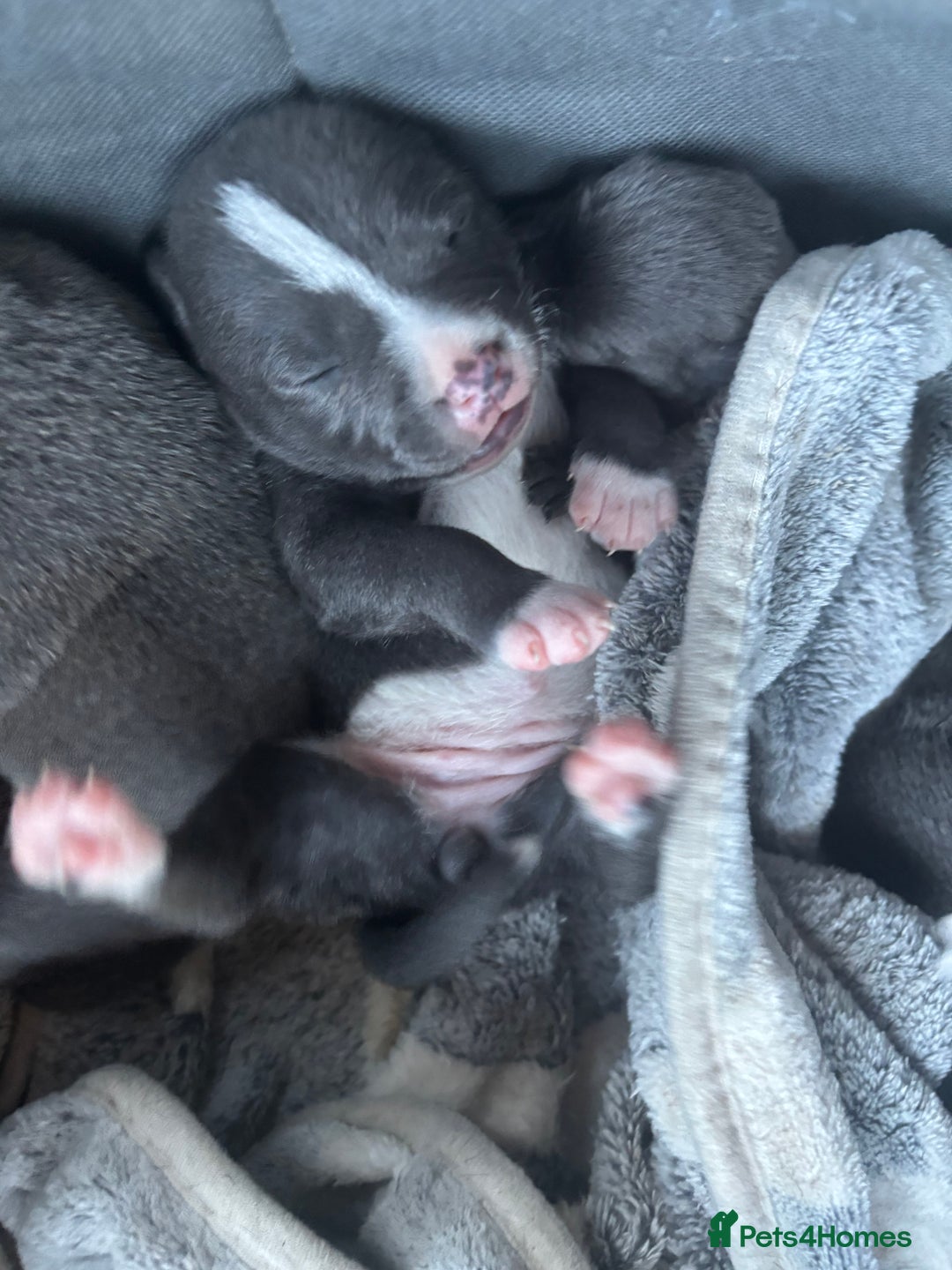 Staffordshire Bull Terrier dogs for sale: ✨ Blue Staffy Pups – Happy, Healthy & Loving!  - Image 14