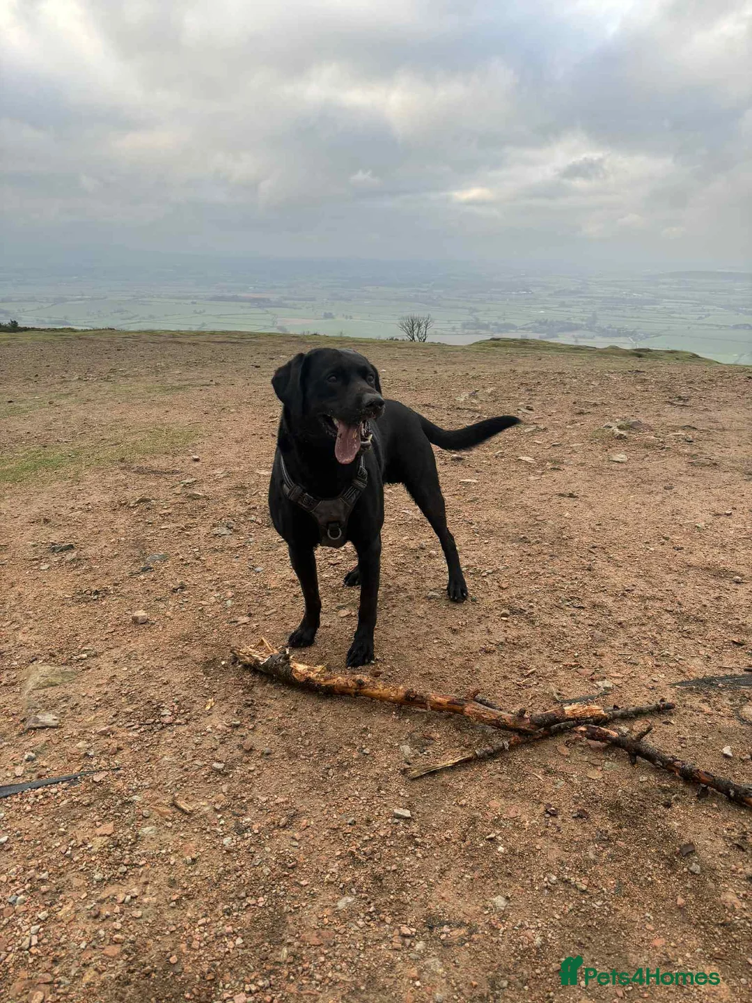 Labrador Retriever dogs for stud: BLACK LAB FOR STUD - Advert 2