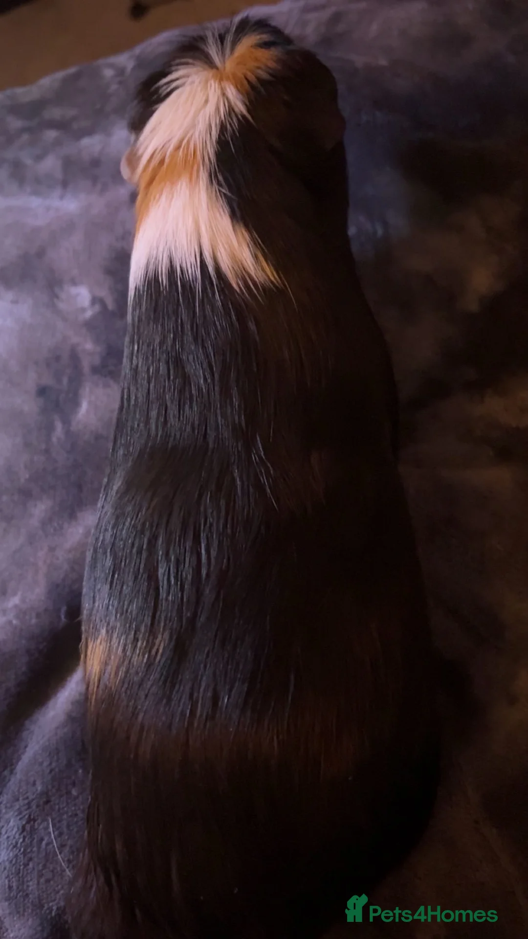 Guinea Pig rodents for sale: Guinea pigs for sale  - Advert 4