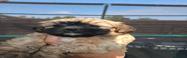 Shih Tzu 2