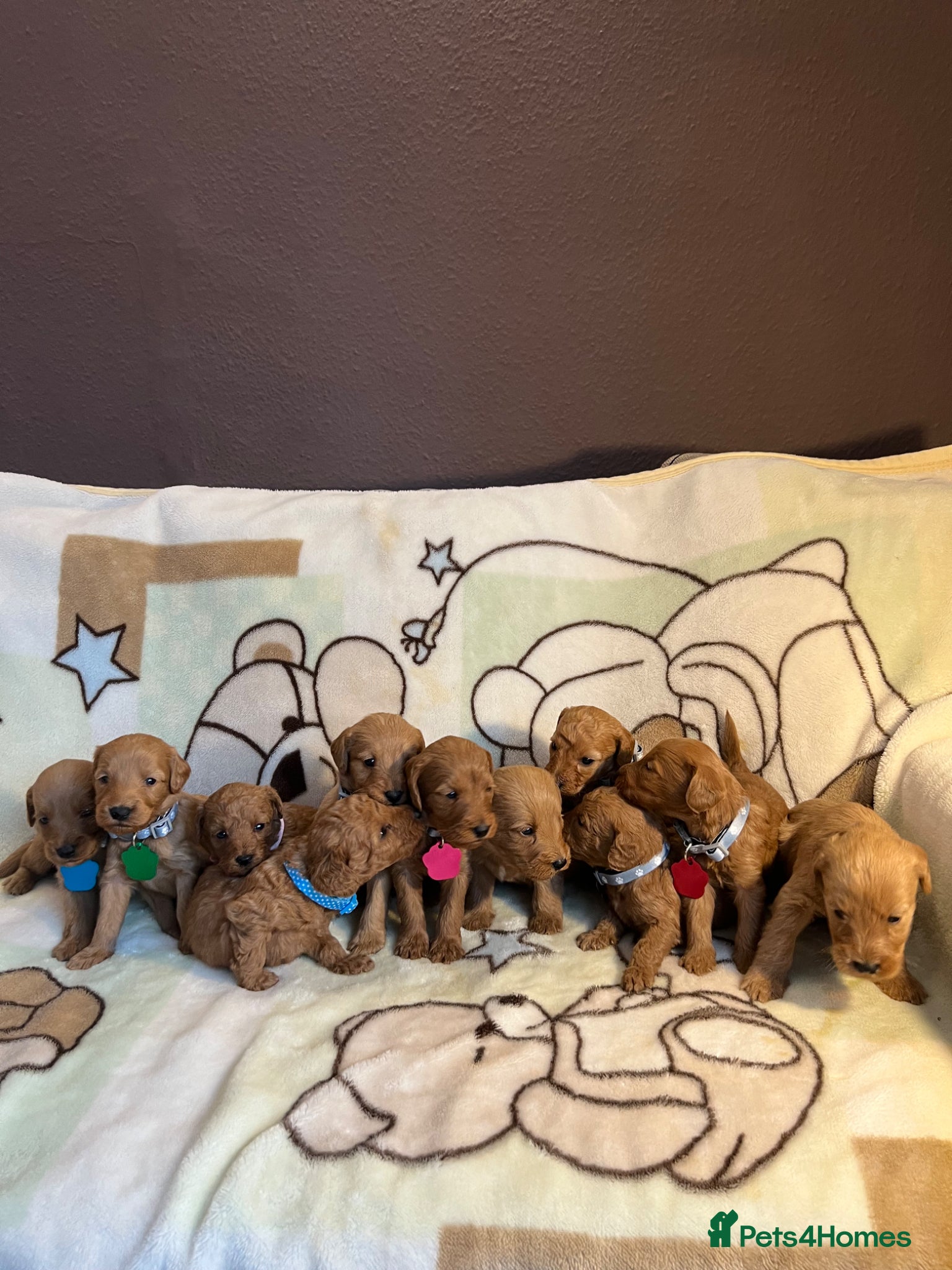 Labradoodle dogs Labradoodle Fox Red♥️Health Check - Advert 14