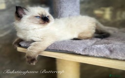 Ragdoll cats for sale: SEAL COLOURPOINT RAGDOLL  - Image 2