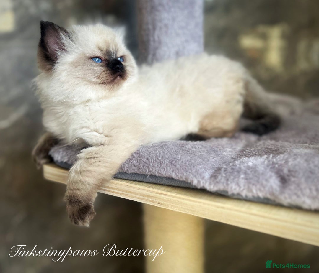 Ragdoll cats for sale: SEAL COLOURPOINT RAGDOLL  - Image 2