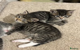 Mixed Breed cats for sale: Adorable tabby kittens - Image 14