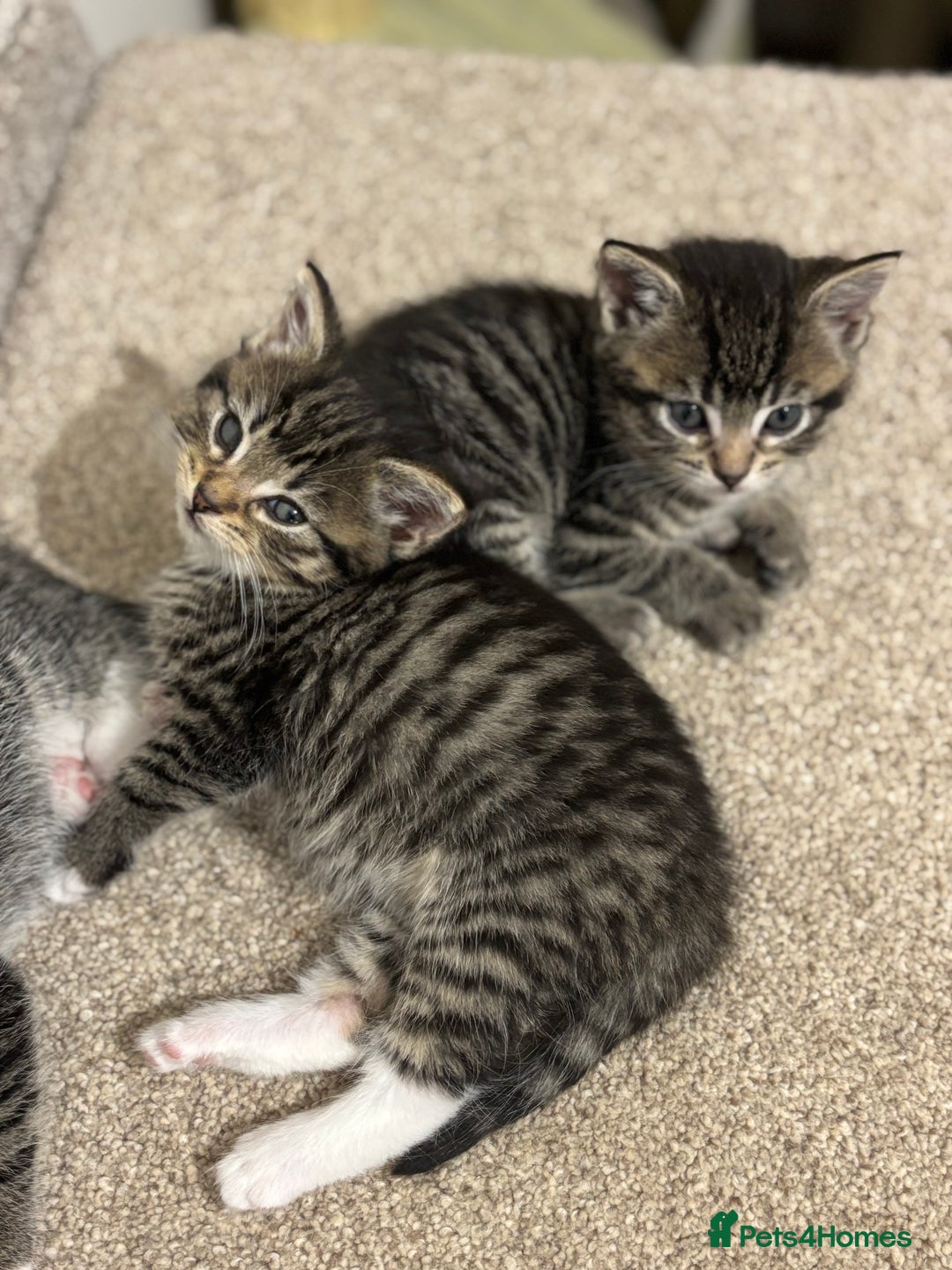 Mixed Breed cats for sale: Adorable tabby kittens - Image 14
