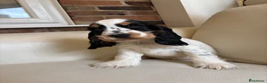 Cocker Spaniel 6