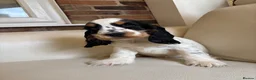 Cocker Spaniel dogs for sale: health tested KC English cocker spaniel  - Advert 6