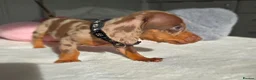 Miniature Dachshund dogs for sale: 🖤 Stunning Miniature Dachshunds 🖤 - Advert 22