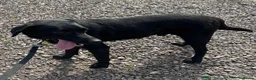 Labrador Retriever dogs for sale: Tattie in Ellon - Advert 6