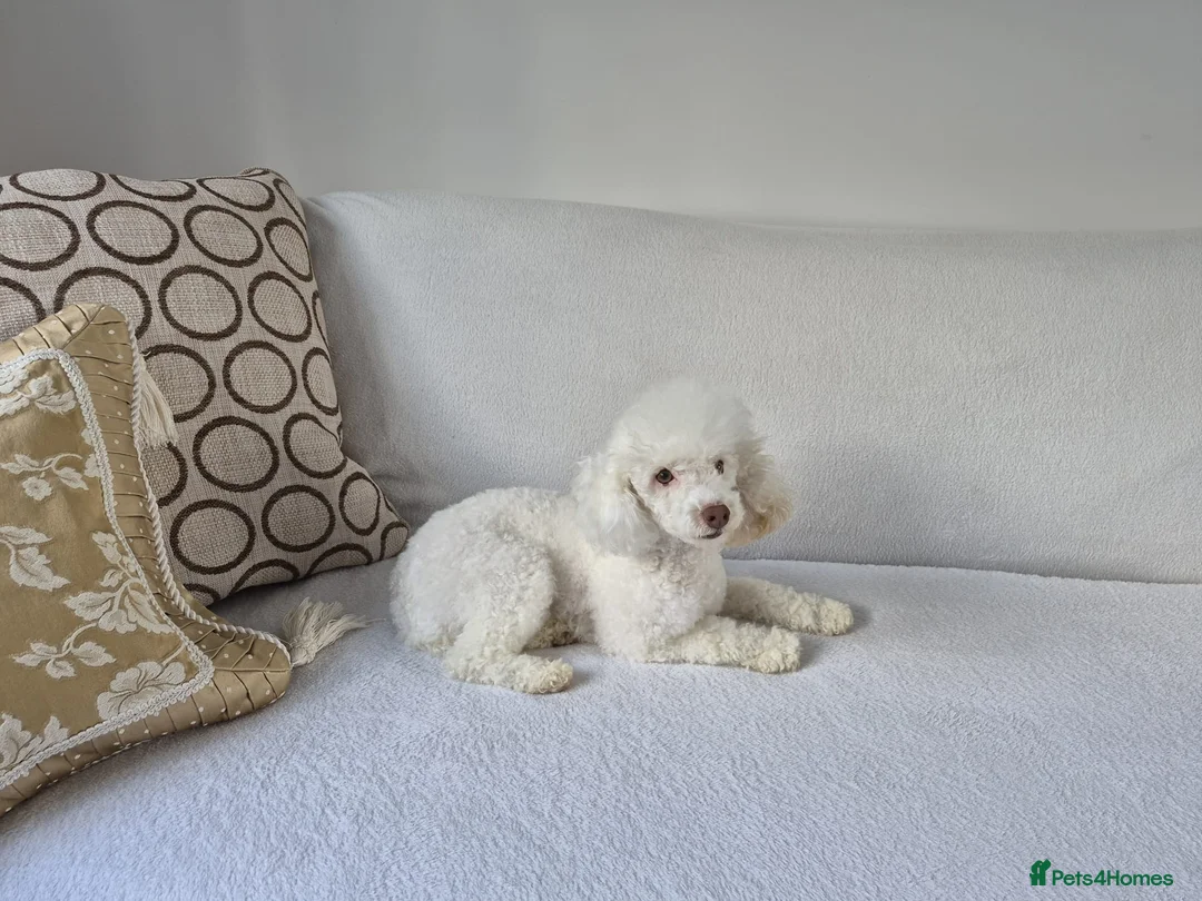 Toy Poodle dogs for sale: Toy poodle girl 3 years old  - Advert 1